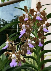 Vanda Emrys Chew