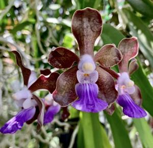 Vanda Emrys Chew