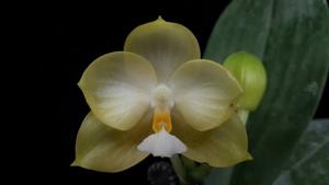 Phalaenopsis Zheng Min Diamondback