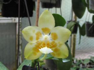 Phalaenopsis Zheng Min Diamondback