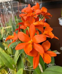 Rhyncattleanthe My Orange