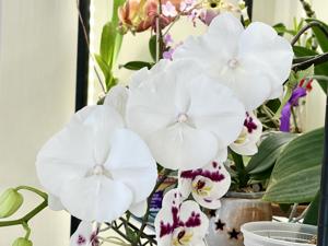 <i>Phalaenopsis</i> Younghome Snow White