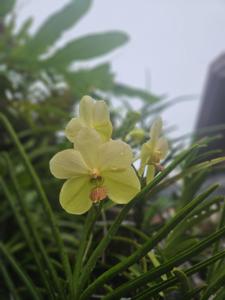 Papilionanda Winter Dawn