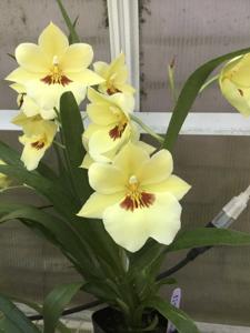 Miltoniopsis Michiko Hayasuke