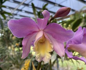 Myrmecocattleya Cupid's Arrow