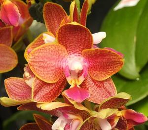 Phalaenopsis Sogo Red Star