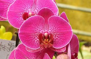 Phalaenopsis Lianher Red Apple