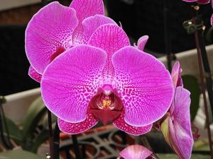 Phalaenopsis Lianher Red Apple