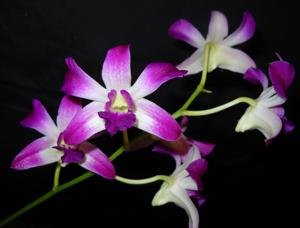 Dendrobium Deep Purple