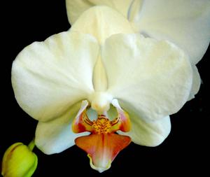 <i>Phalaenopsis</i> Smiling Angel