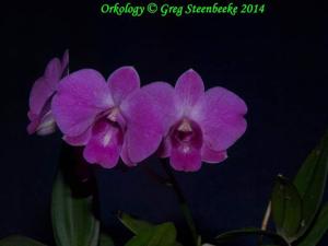 Dendrobium Asternova Evening Star