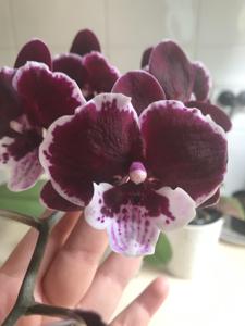 Phalaenopsis Sexy Venus