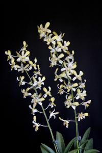 Dendrobium Airy Alowana