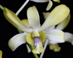 Dendrobium Airy Alowana