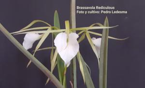 Brassavola Rediculous