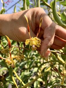 Dendrobium Nicha Natron