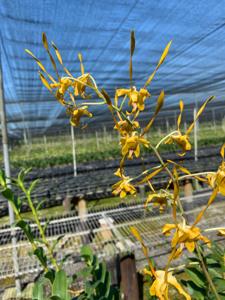 Dendrobium Nicha Natron