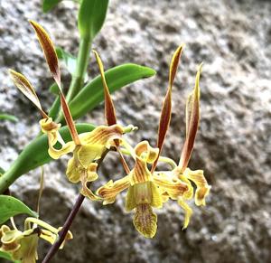 Dendrobium Nicha Natron