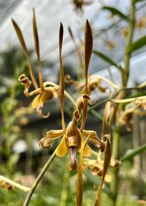 Dendrobium Nicha Natron