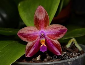 Phalaenopsis KTC Khao Khitchakut