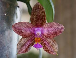 Phalaenopsis KTC Khao Khitchakut