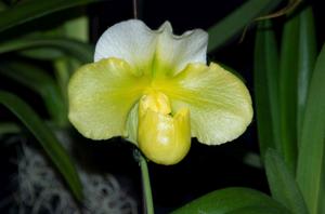 Paphiopedilum Emerald Future