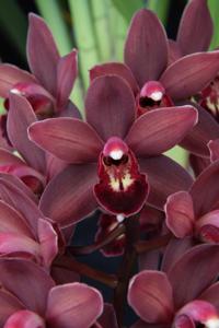 Cymbidium Alida's Magic