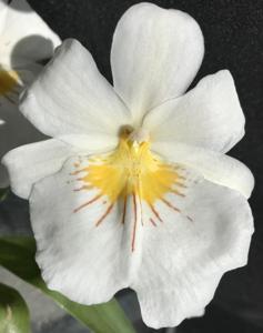 Miltoniopsis Sun Glow