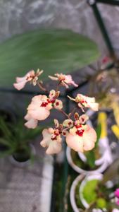 Rodrumnia Helmut Rohrl