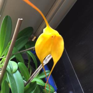 Masdevallia Citrus Frost