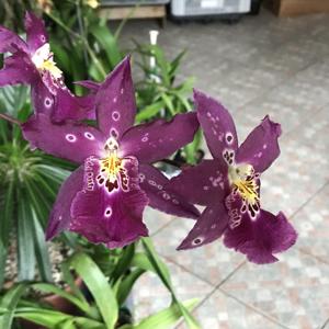 Aliceara Hawaiian Nights