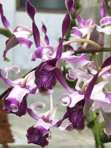 Dendrobium Joyce Margaret Kuok