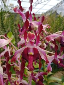 Dendrobium Joyce Margaret Kuok