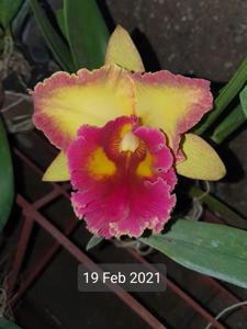 Rhyncholaeliocattleya Chomthong Fancy