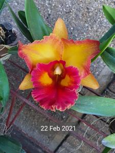 Rhyncholaeliocattleya Chomthong Fancy