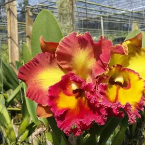 Rhyncholaeliocattleya Chomthong Fancy