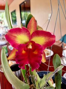 Rhyncholaeliocattleya Chomthong Fancy