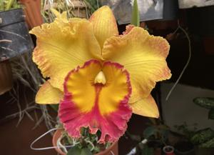 Rhyncholaeliocattleya Chomthong Fancy