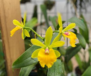 Sergioara Yokosuka Story