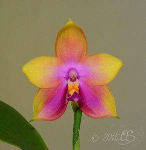 Phalaenopsis Zheng Min Cedar