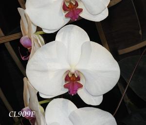 Phalaenopsis Unimax Supernova