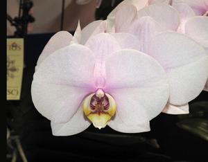Phalaenopsis Unimax Desire