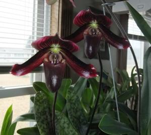 Paphiopedilum Petula's Pulsar