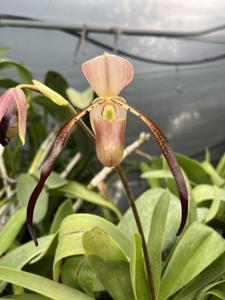 Paphiopedilum Lo'ihi