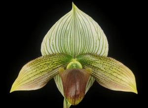 Paphiopedilum Macabre Moon