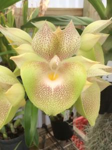 Catasetum Jamie Lawson XOXO