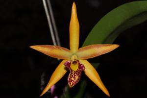 Brassocattleya Starfire