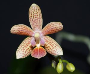 Phalaenopsis Musick Mini Dots