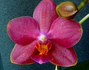 Phalaenopsis Cherry Pie