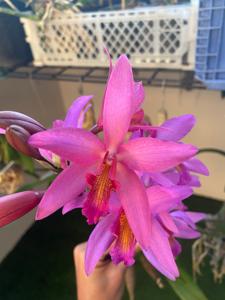 Laeliocatanthe Memoria Quain-Tong Cheung